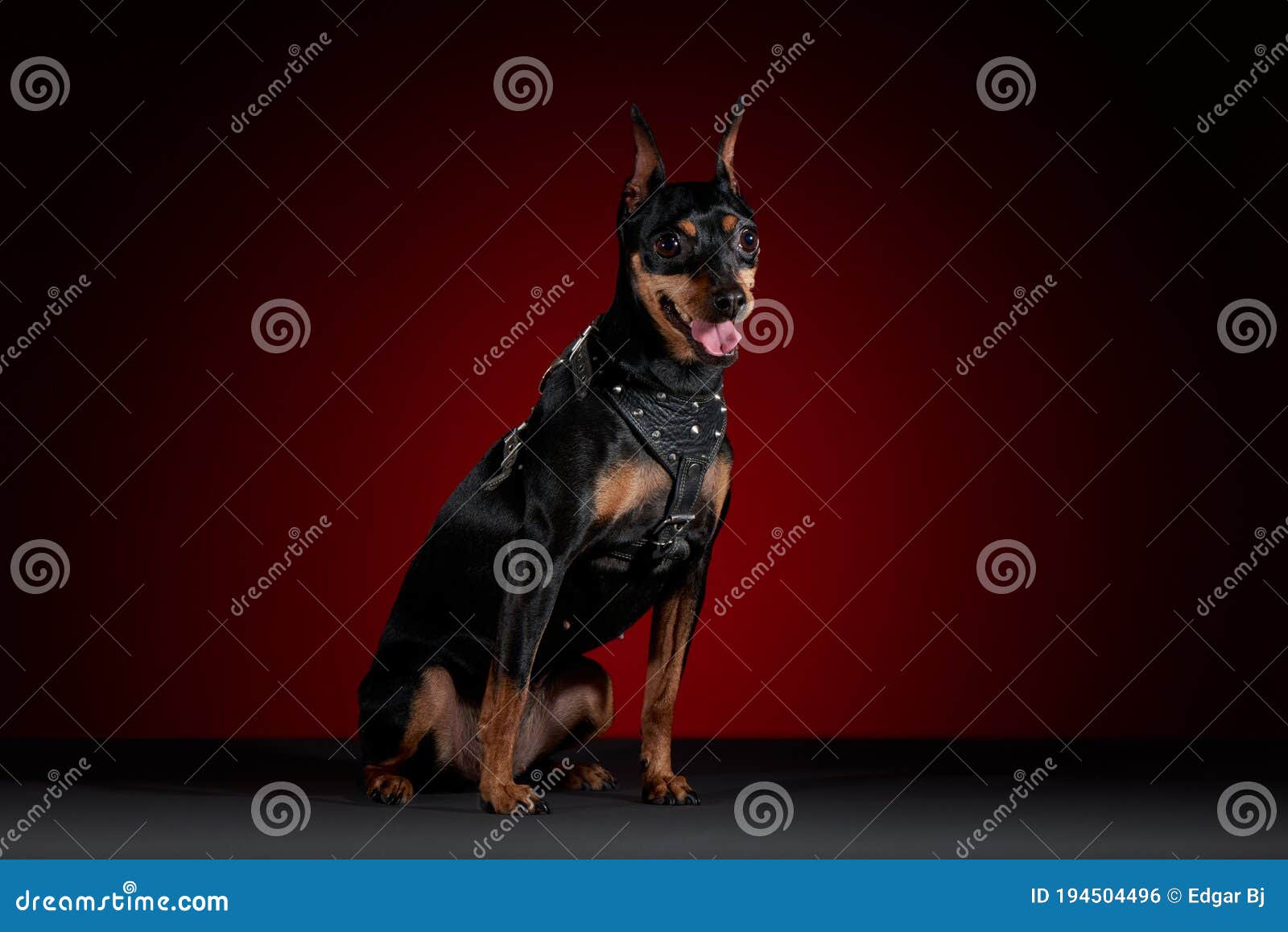 doberman dog with tongue sticking out sitting