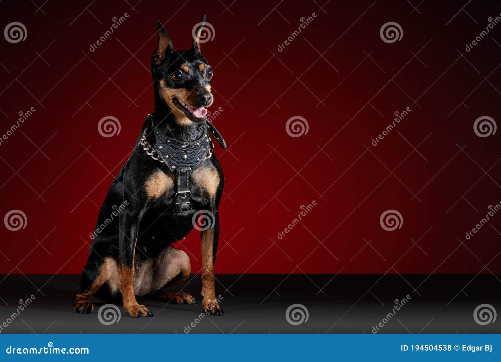 doberman dog with tongue sticking out sitting
