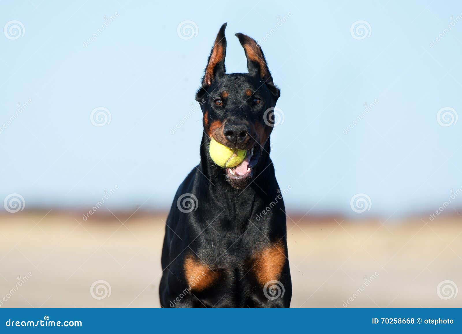 Doberman Dog Walking on a Beach Stock Photo Image of cropped, happy