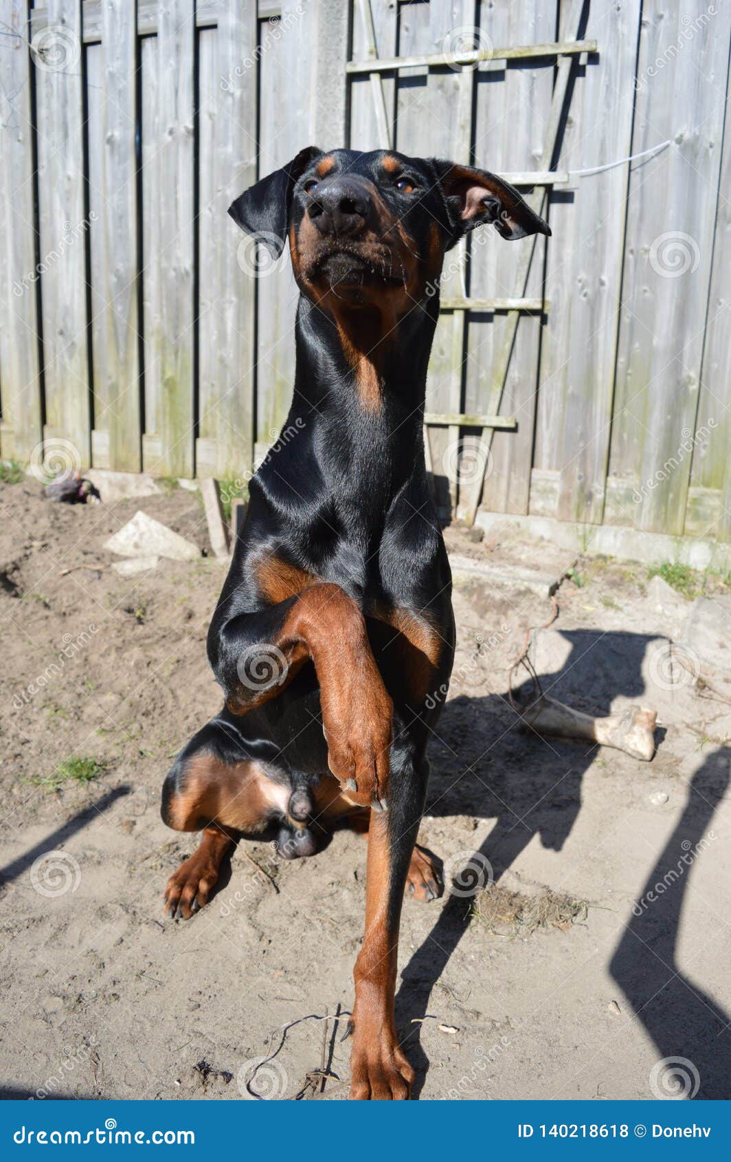 Doberman Holding Up Paw for a Cookie Photo - Image of dogs: 140218618