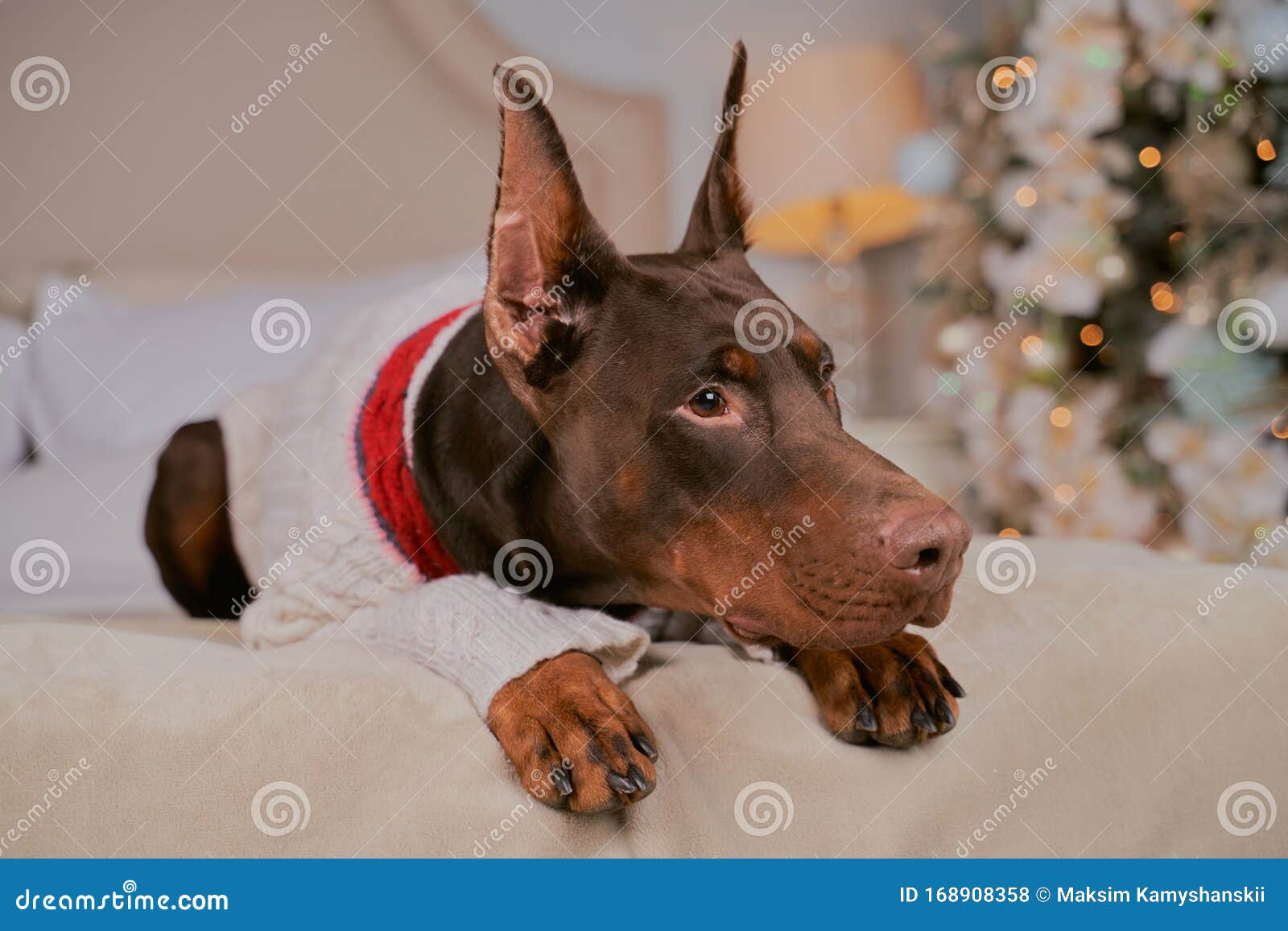 doberman sweaters for dogs