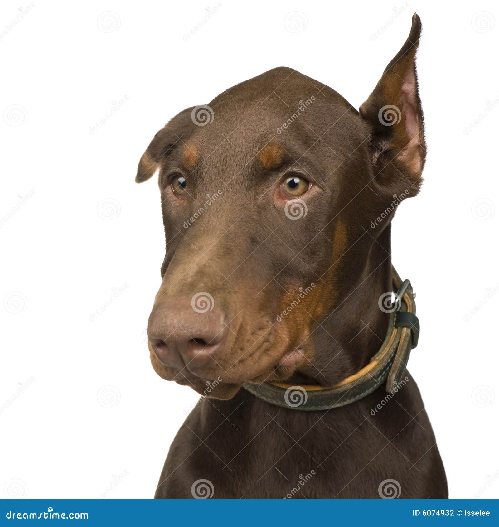 champagne doberman