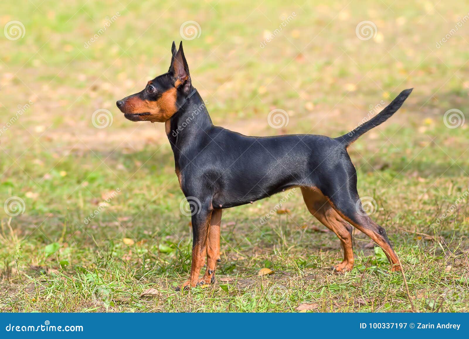Doberman Pinscher Dog Close-up Stock Image - Image of ...