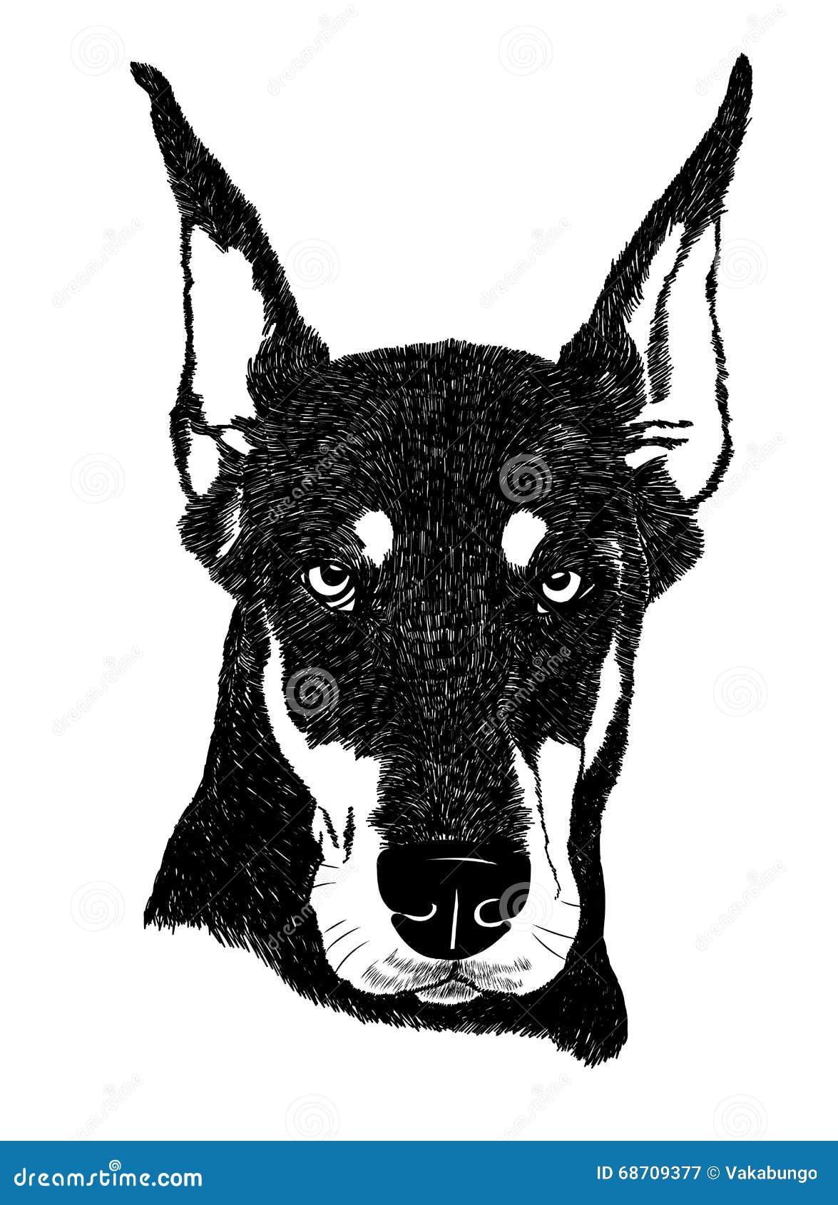 doberman pinscher dog portrait  in 