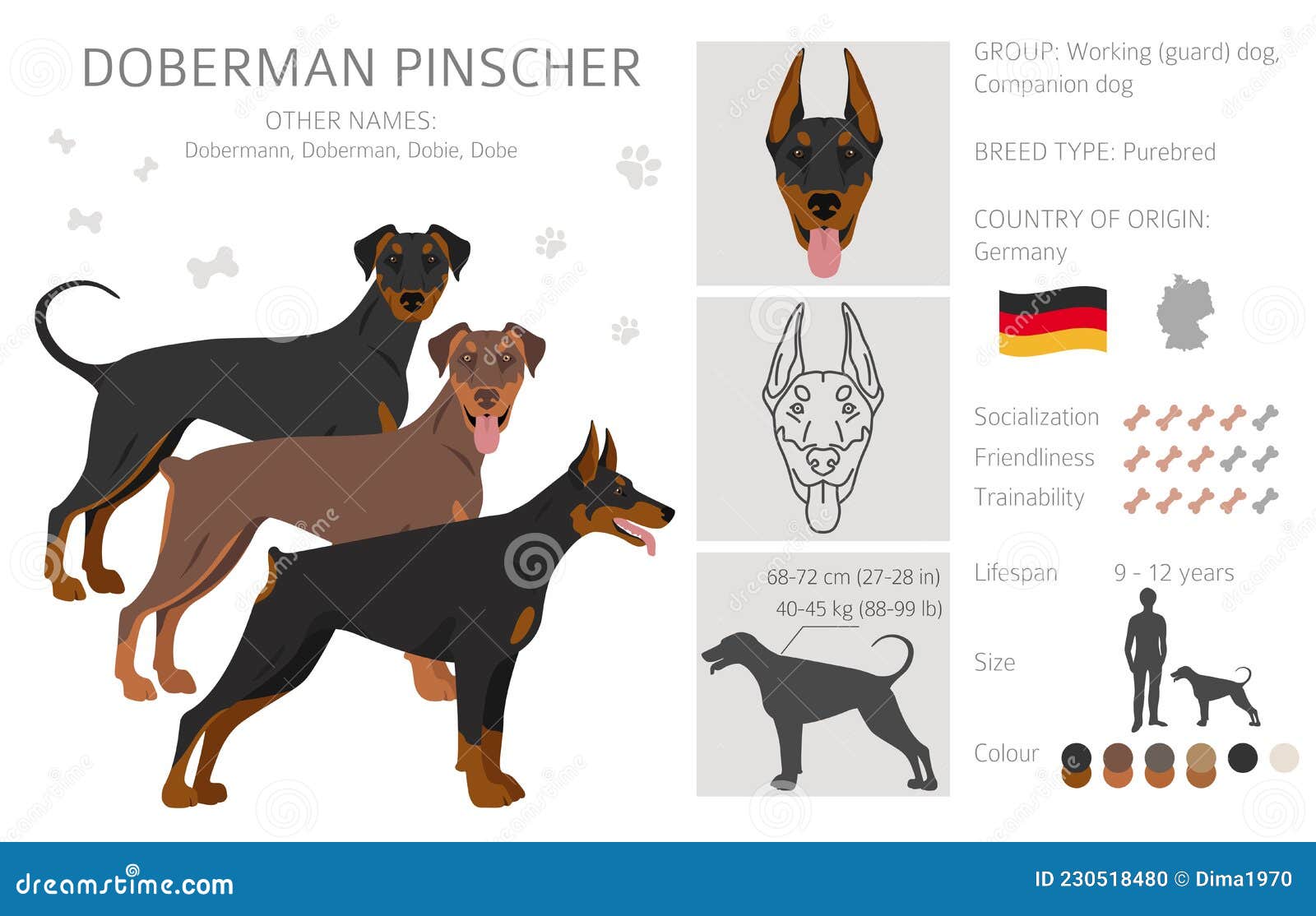 Doberman Pinscher Origin seeds.yonsei.ac.kr