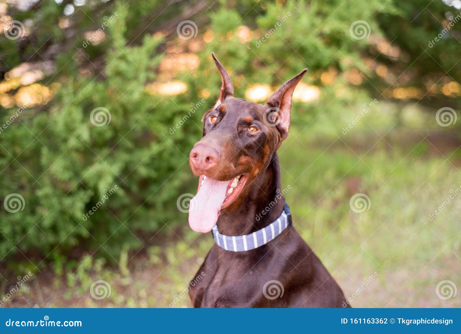 Dobermanpinscher Outside in a Wooded Setting, Black and Tan Stock