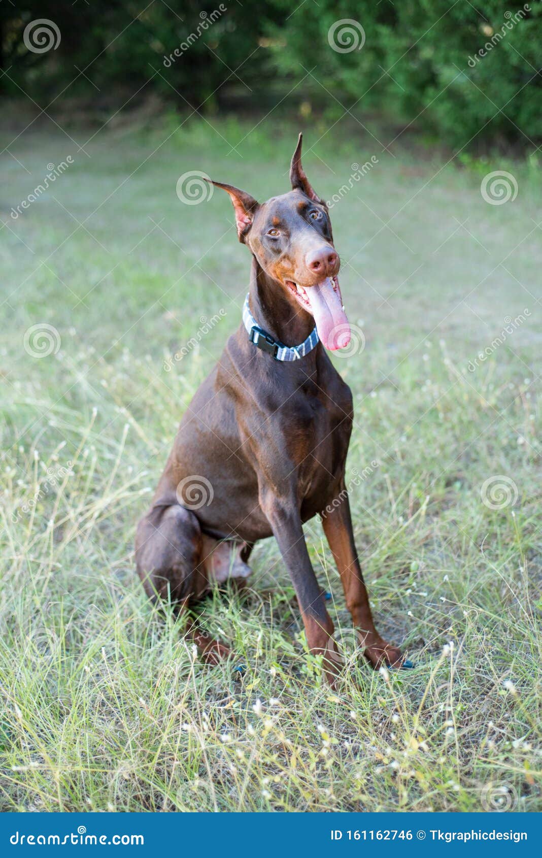 Dobermanpinscher Outside in a Wooded Setting, on the Grass Sitting