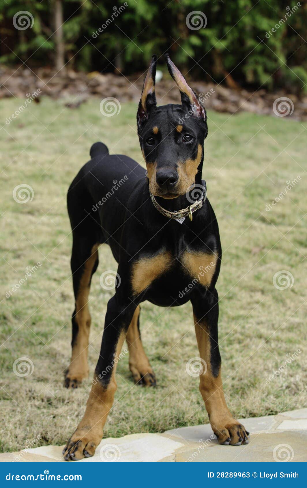 Doberman Pinscher Puppy Stock Image. Image Of Louis, Muscular - 28289963