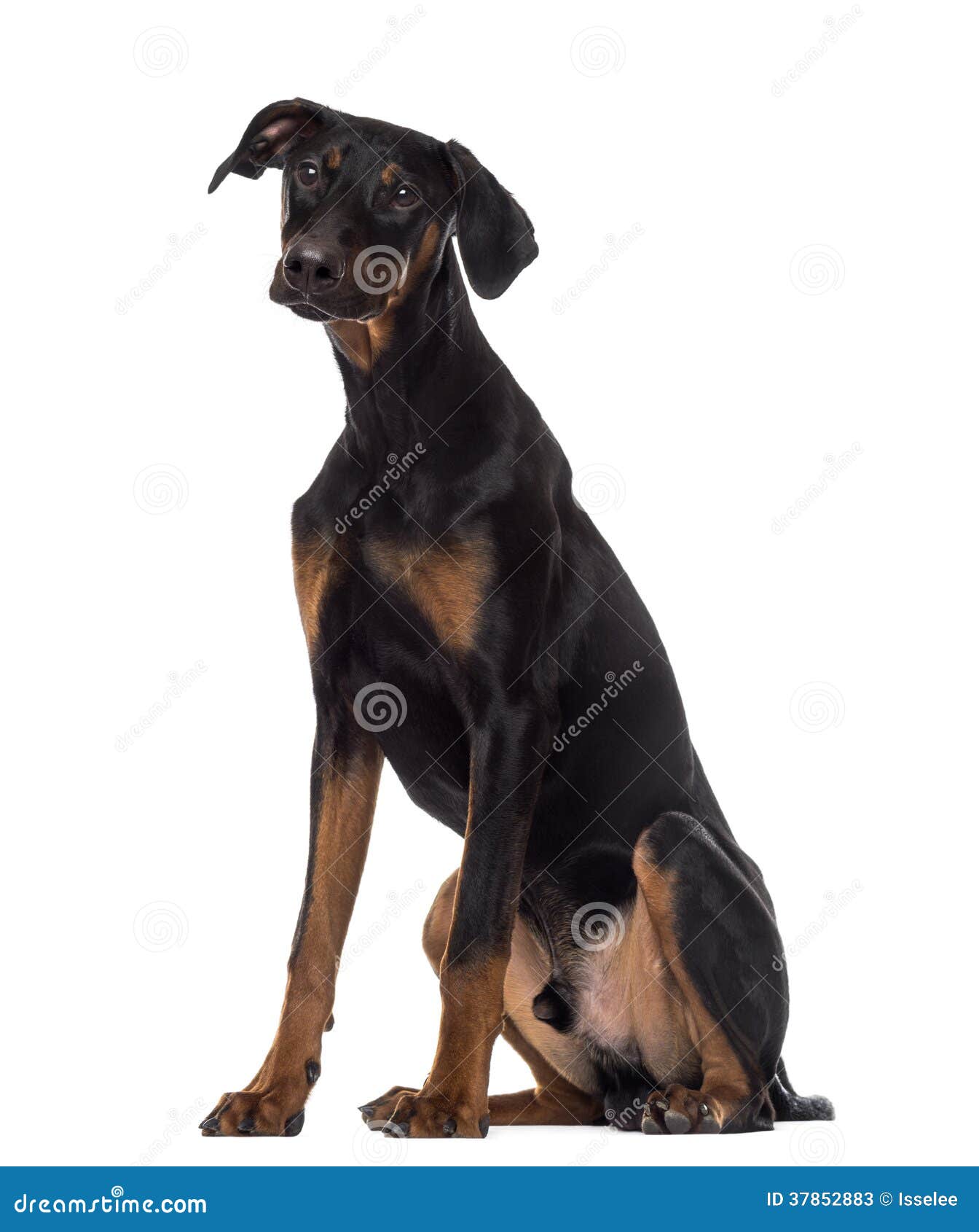 Doberman Pinscher Puppy Sitting, 6 Months Old Stock Image - Image Of  Domestic, Purebred: 37852883