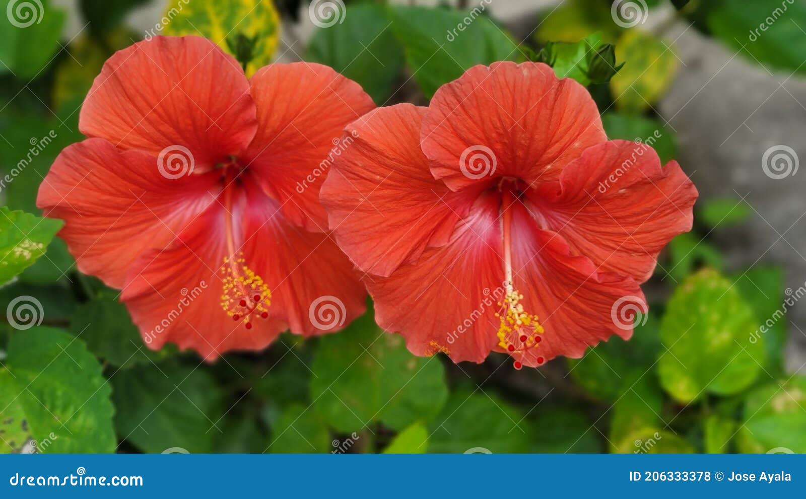 doble red amapola beautiful flower