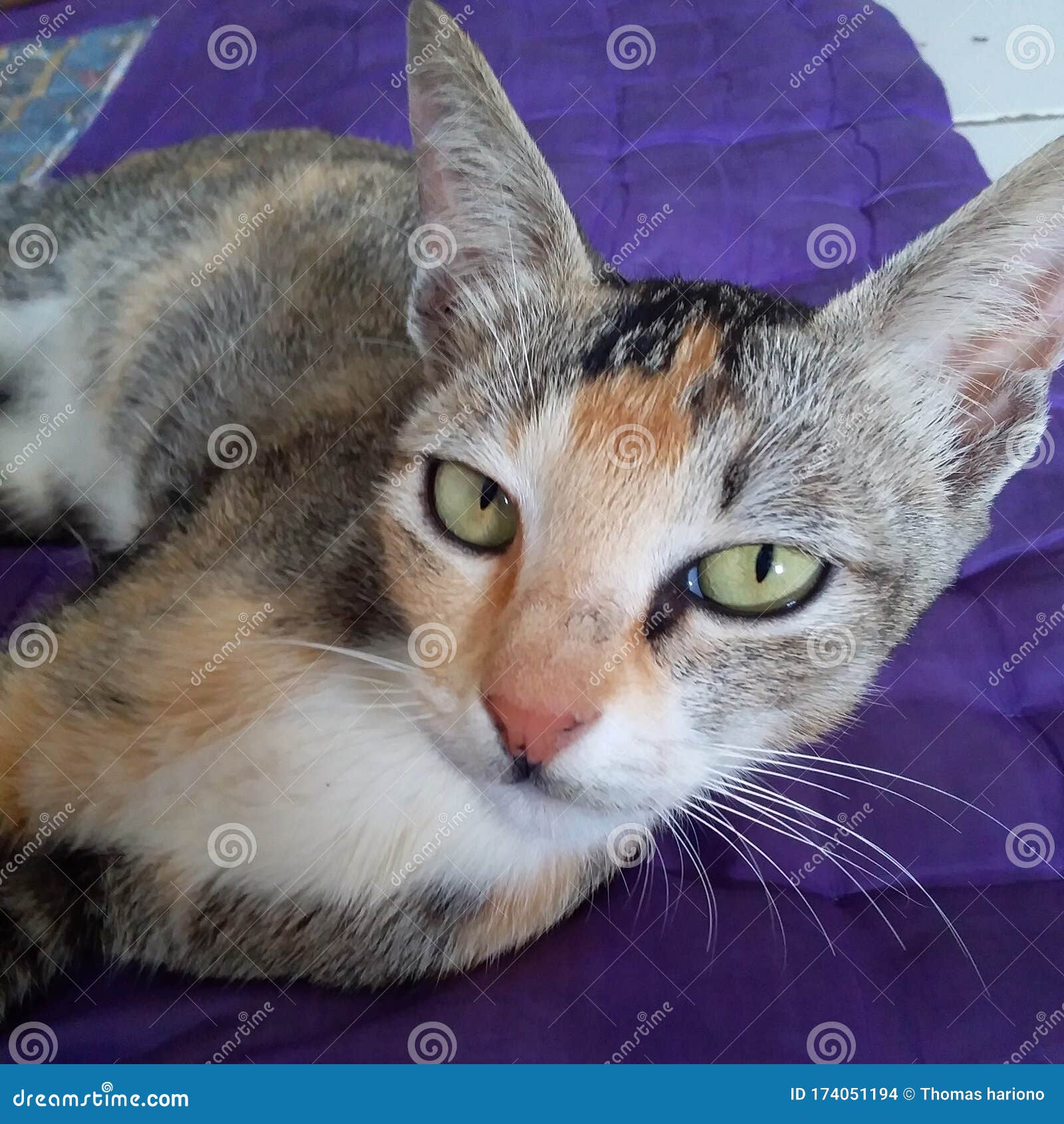 A docile cat stock photo. Image of fine, eyes, docile 174051194