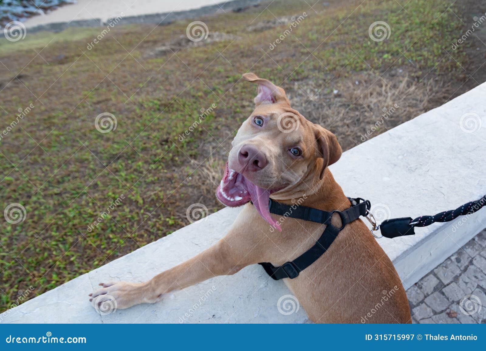 docile pitbull dog, on a leash, brown looking at the sea from the shore