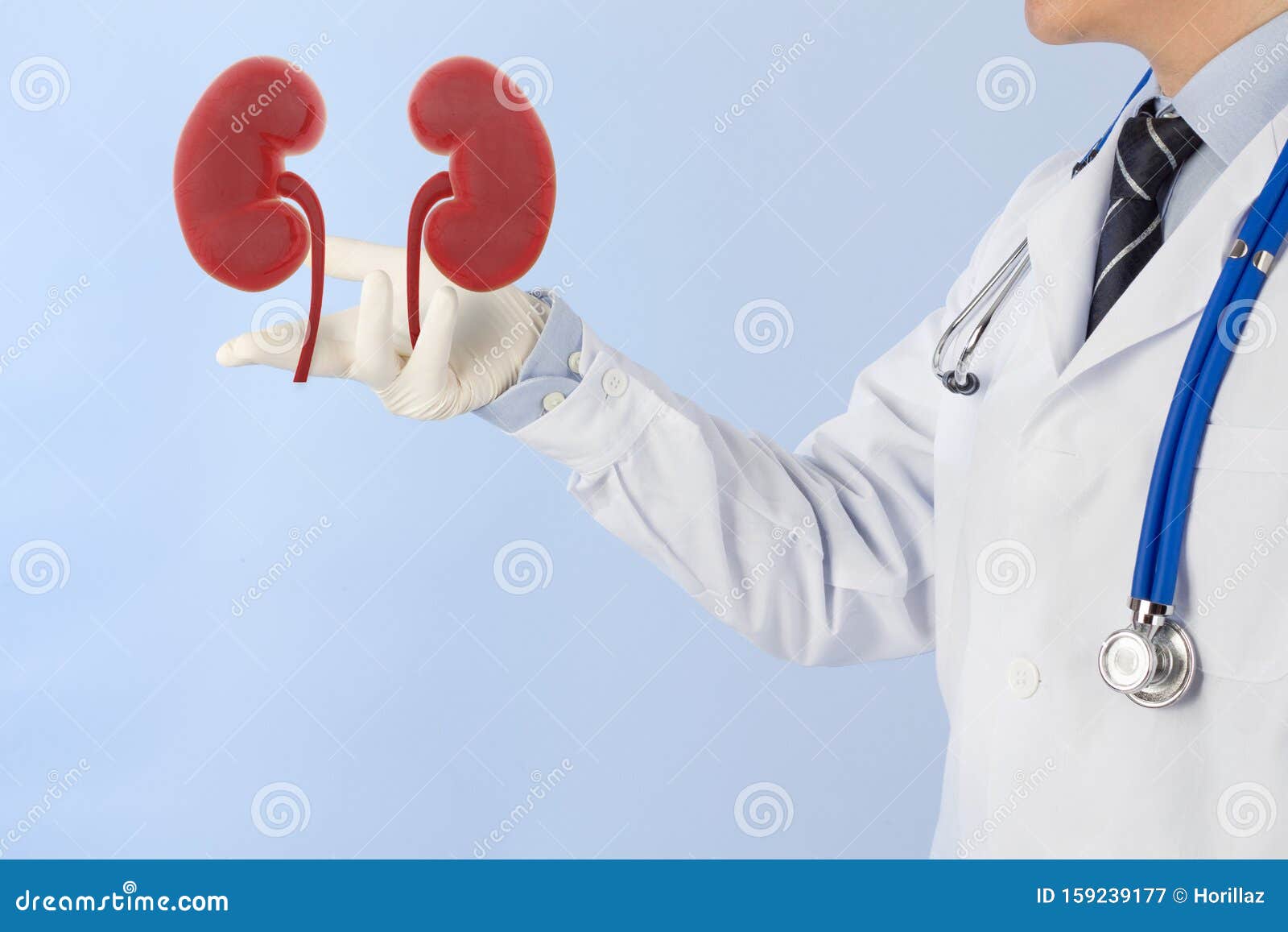 doctor check 3d kidney urology