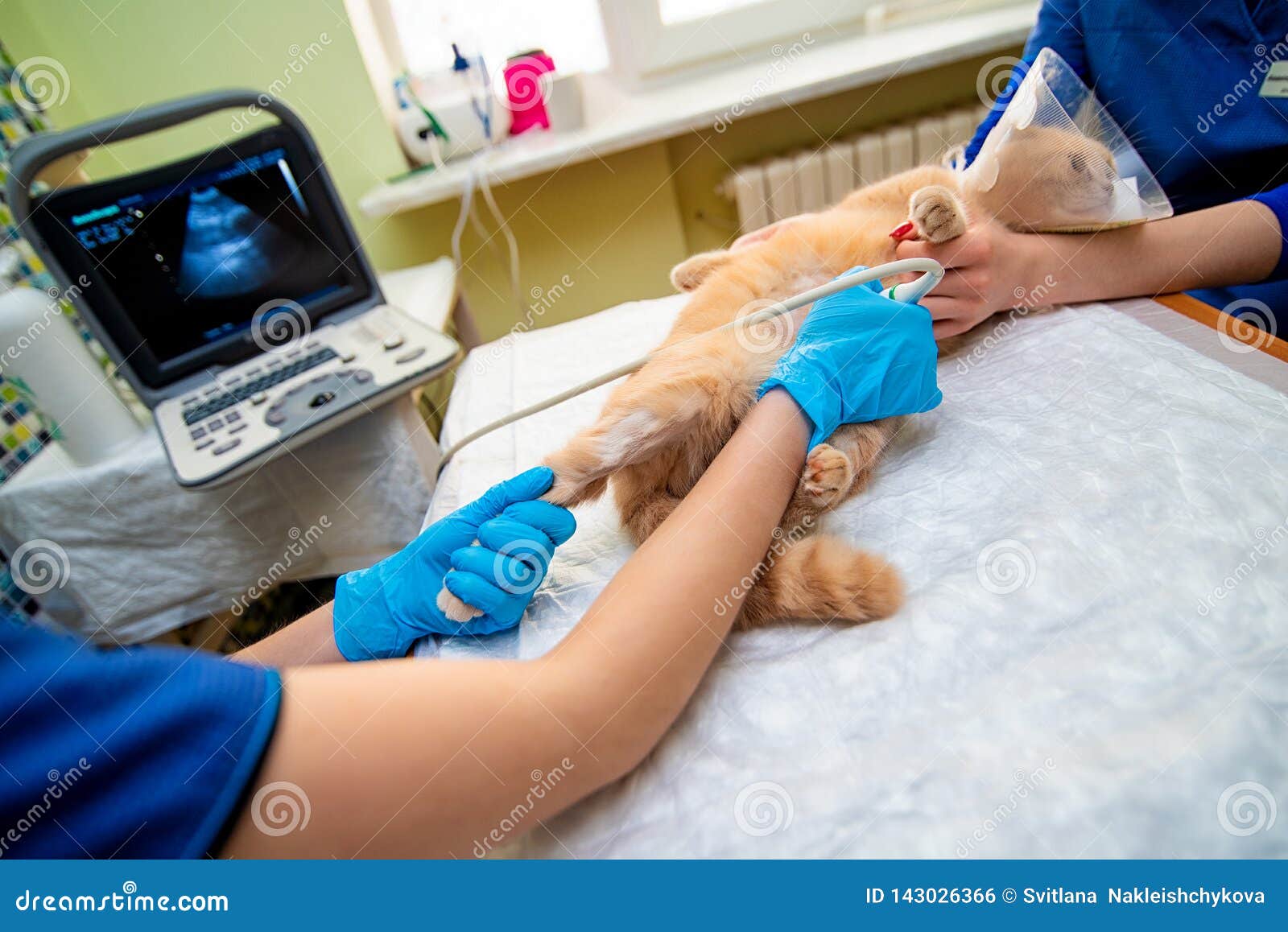 the doctor does an ultrasound examination of the cat`s abdomen