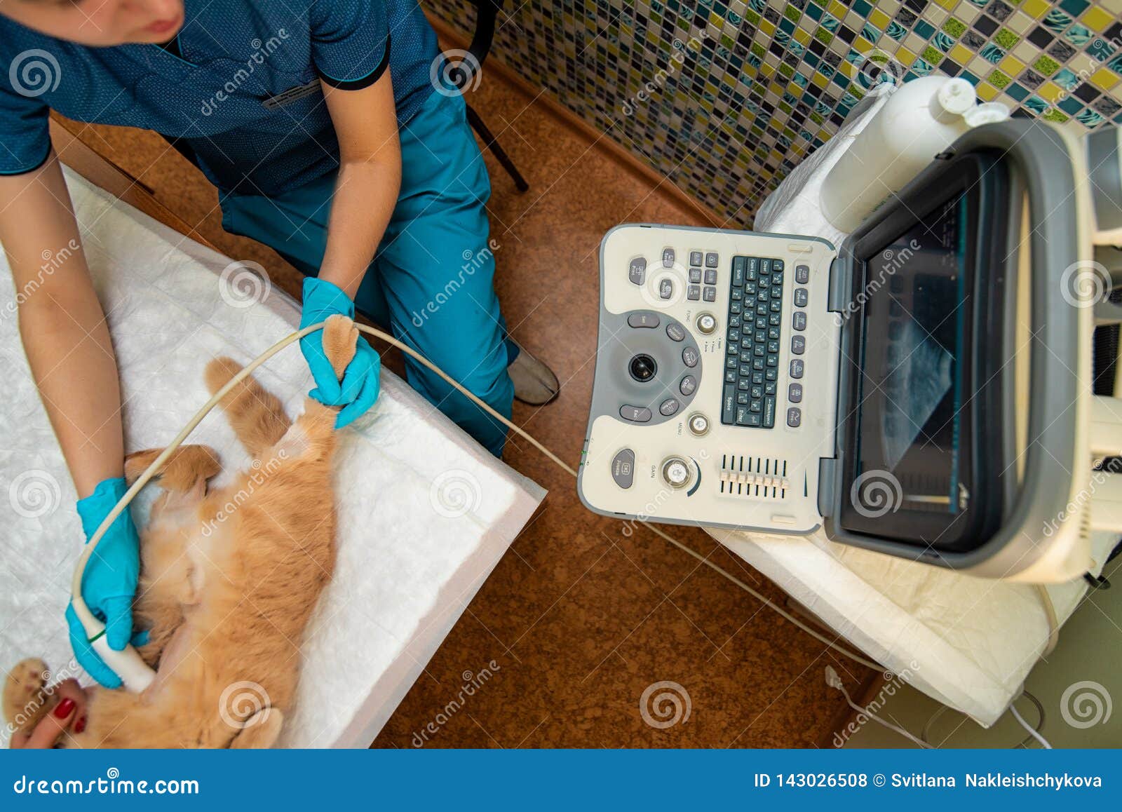 the doctor does an ultrasound examination of the cat`s abdomen, an animal on the operating table, a doctor and a patient