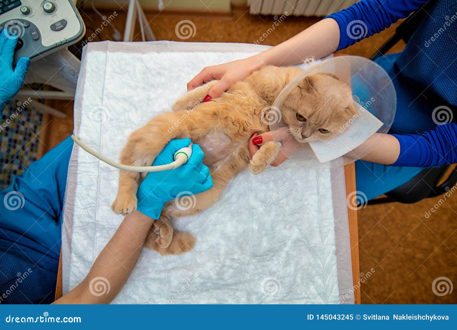the doctor does an ultrasound examination of the cat`s abdomen, an animal on the operating table, a doctor and a patient