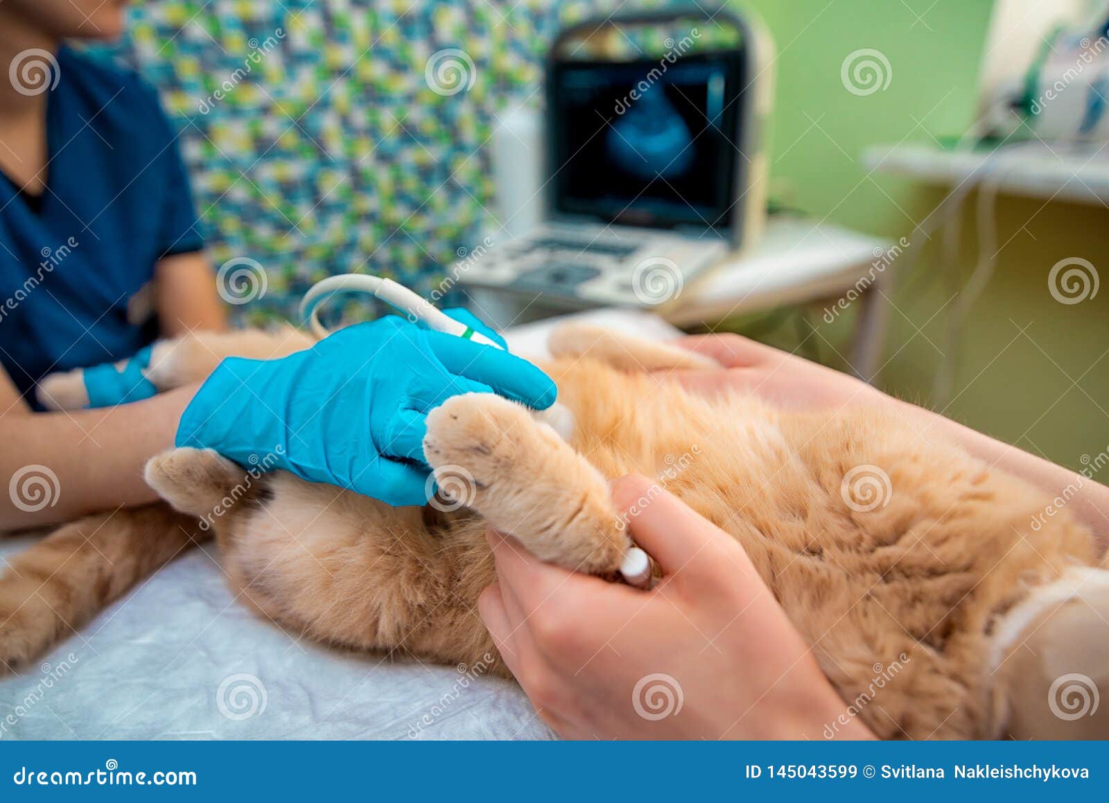 the doctor does an ultrasound examination of the cat`s abdomen, an animal on the operating table, a doctor and a patient