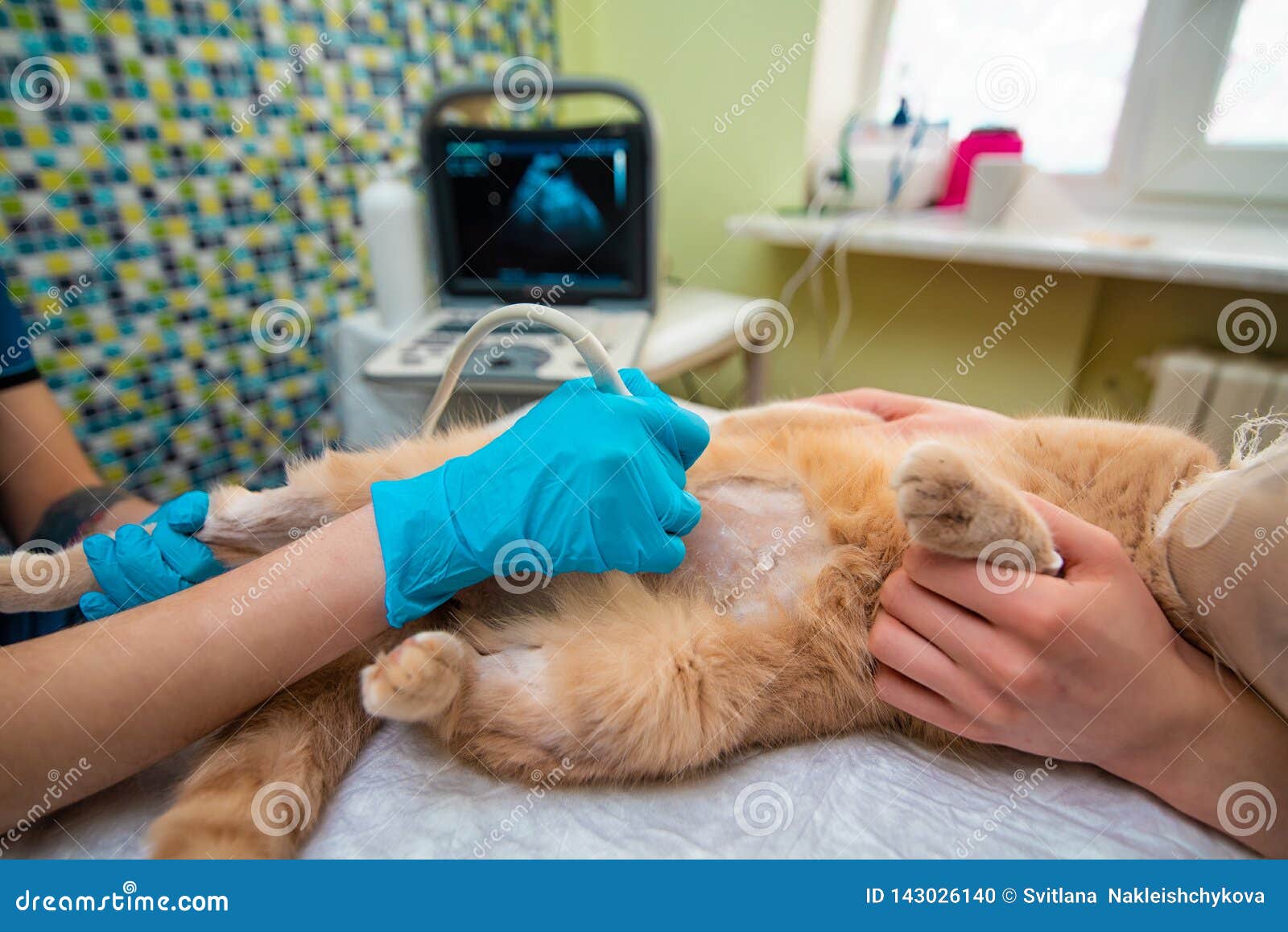 the doctor does an ultrasound examination of the cat`s abdomen