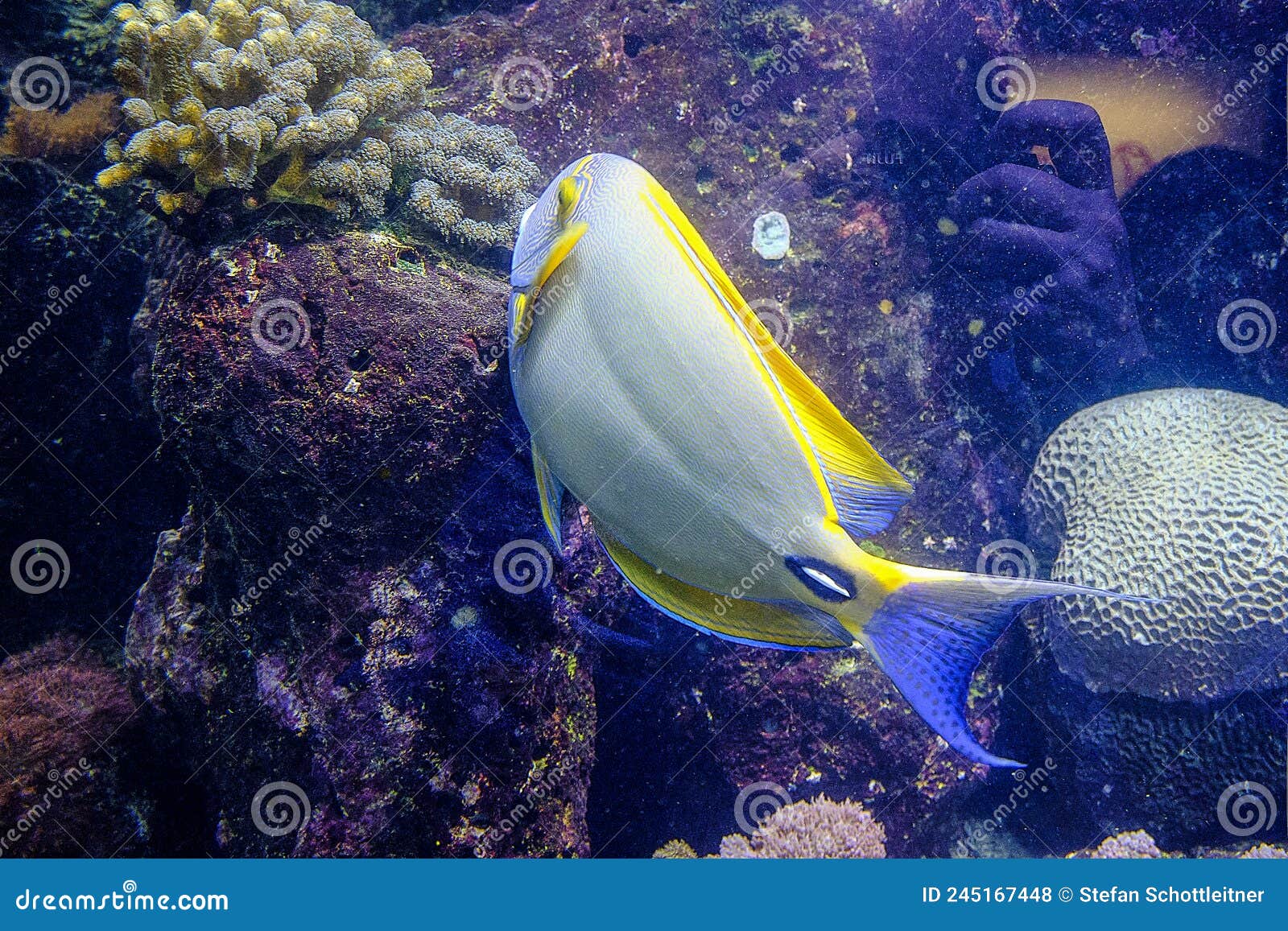 A Doctor Fish in a Big Fish Tank Stock Photo Image of coral, exotic