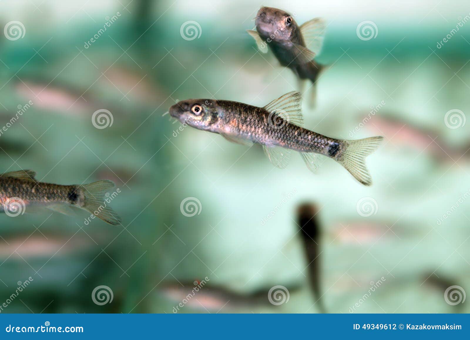 Doctor Fish (Garra Rufa) Close-up Stock Photo - Image of animal, rufa:  49349612