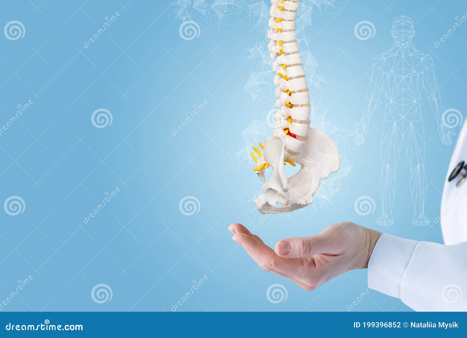 doctor hand shows the spine
