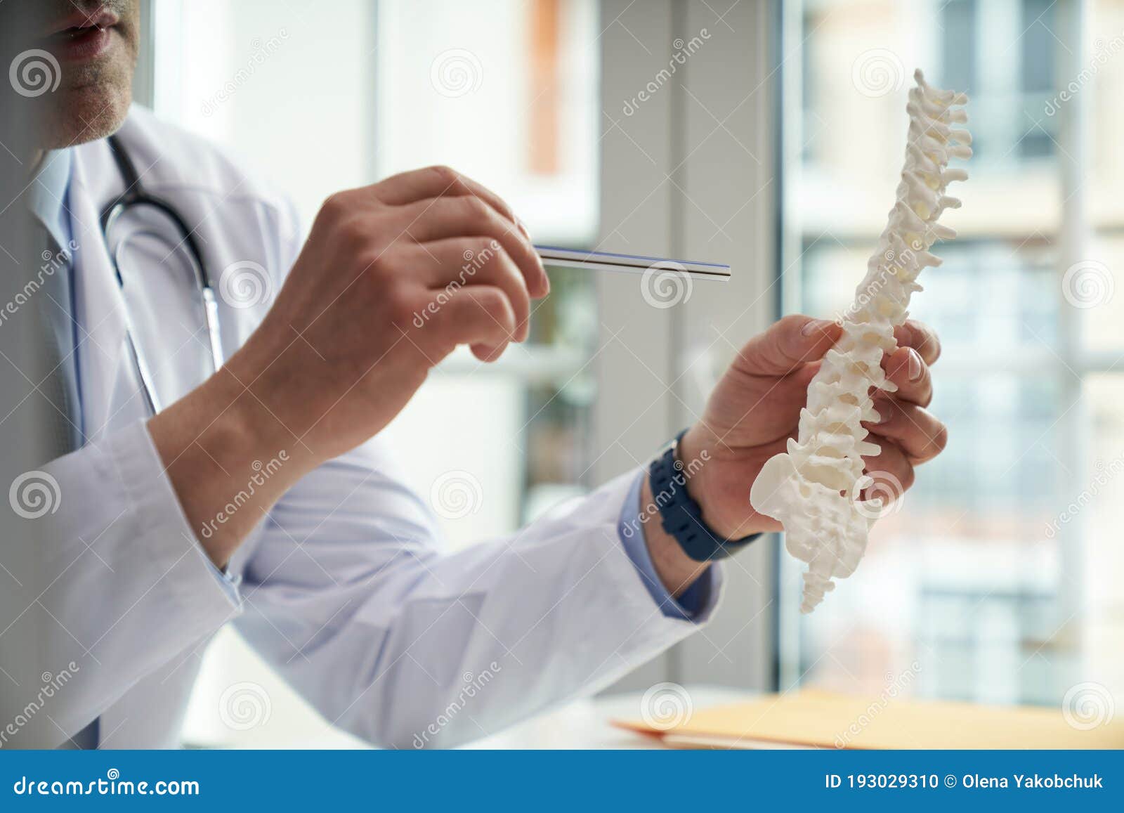 doctor holding a model of a human spine