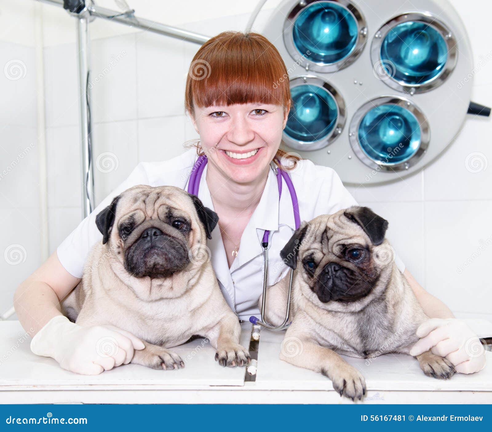Doctor Hugging Two Dogs in a Veterinary Clinic Stock Image Image of