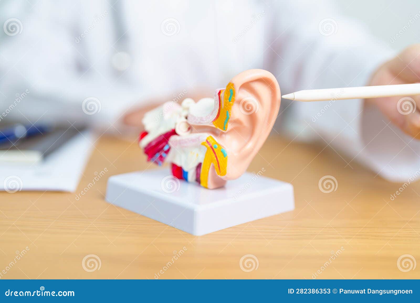 doctor with human ear anatomy model. ear disease, atresia, otitis media, pertorated eardrum, meniere syndrome, otolaryngologist,
