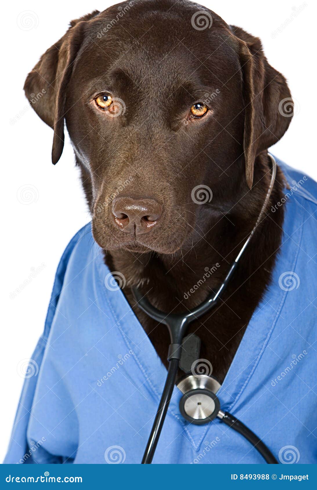 Doctor Labrador stock photo. Image of medicine, brown 8493988