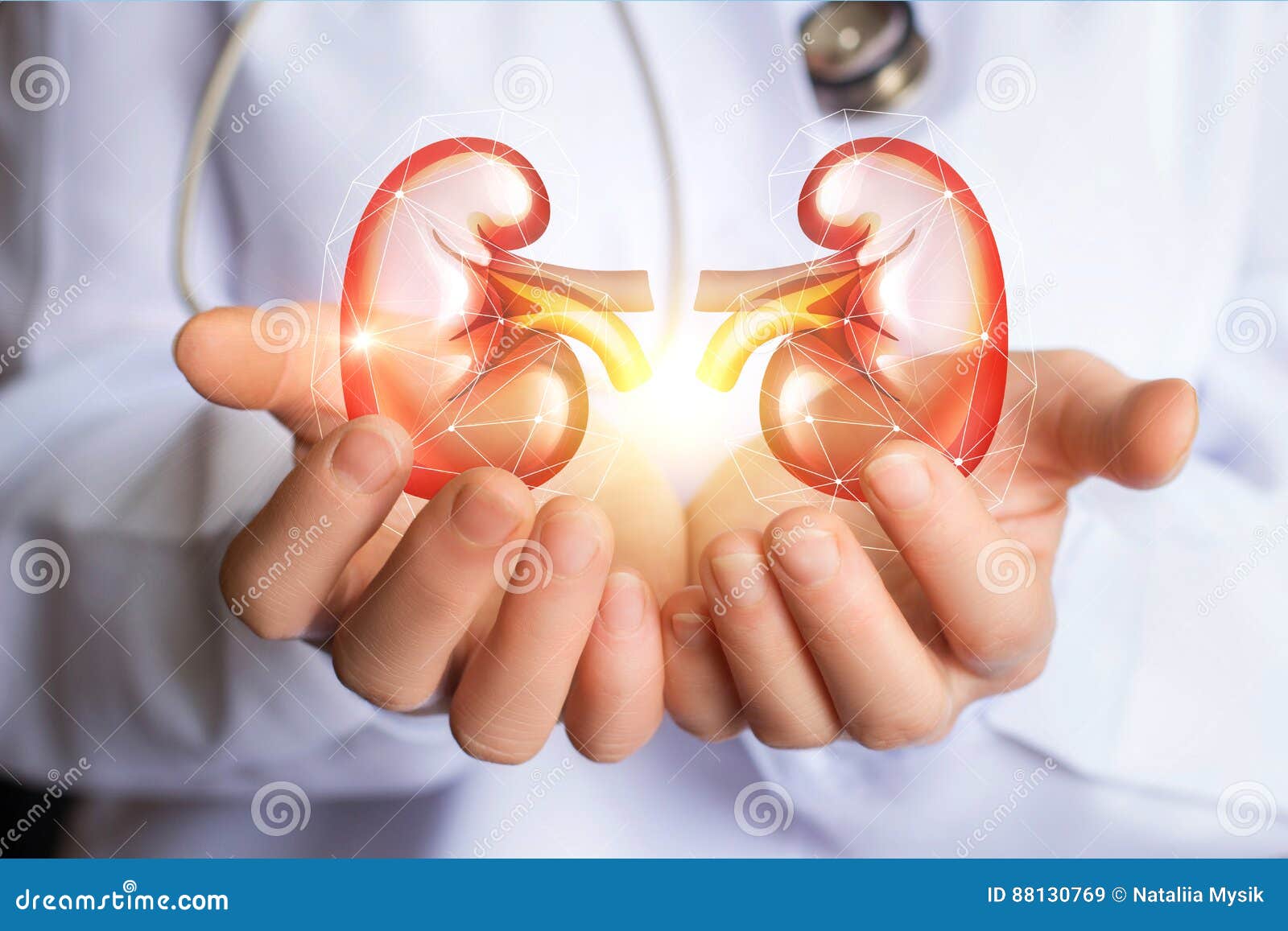 doctor supports kidneys healthy.