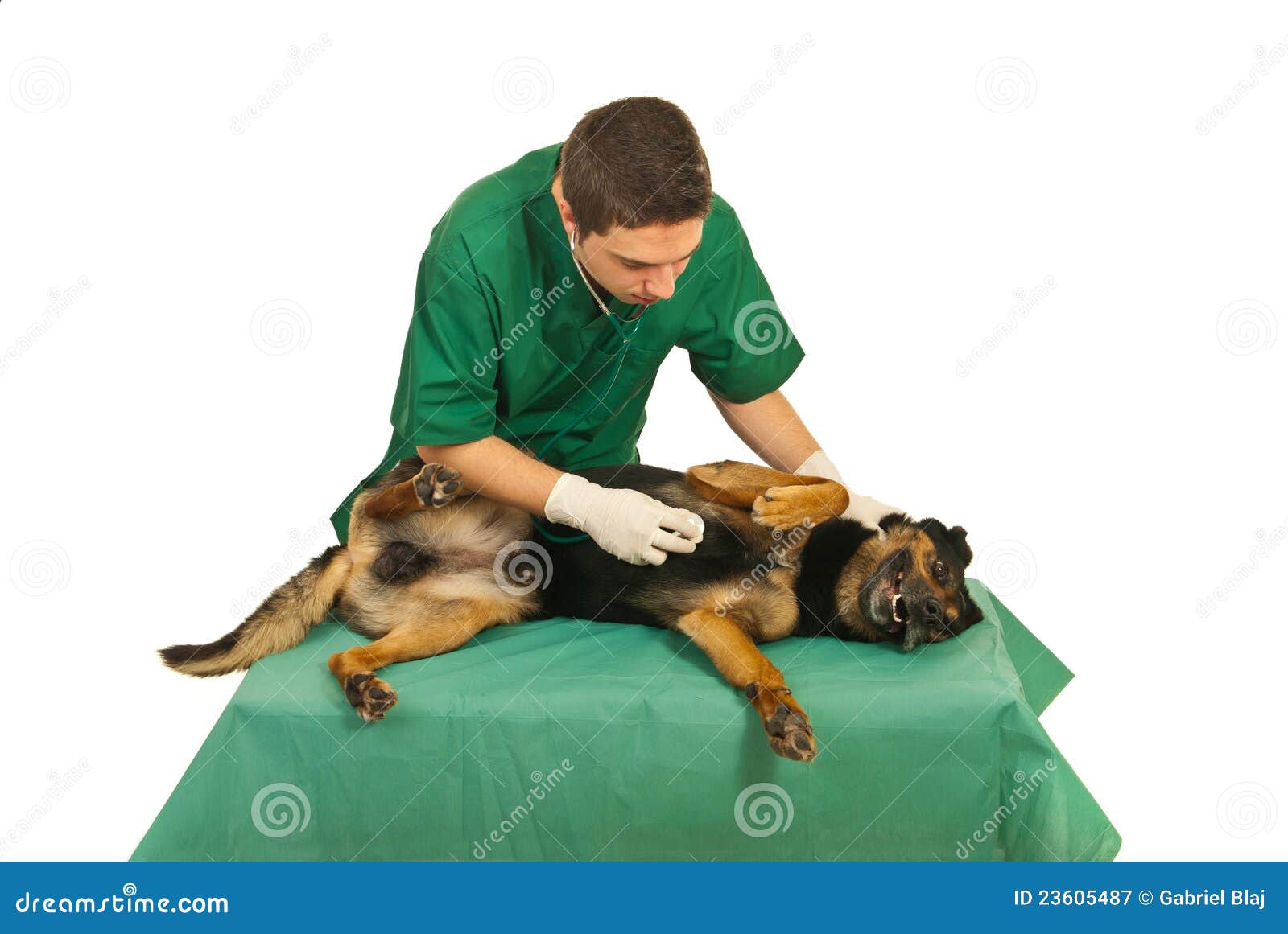 doctor vet examine dog