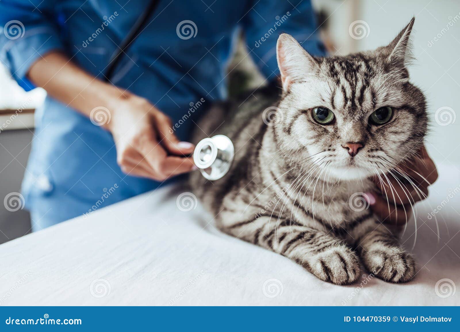 doctor veterinarian at clinic