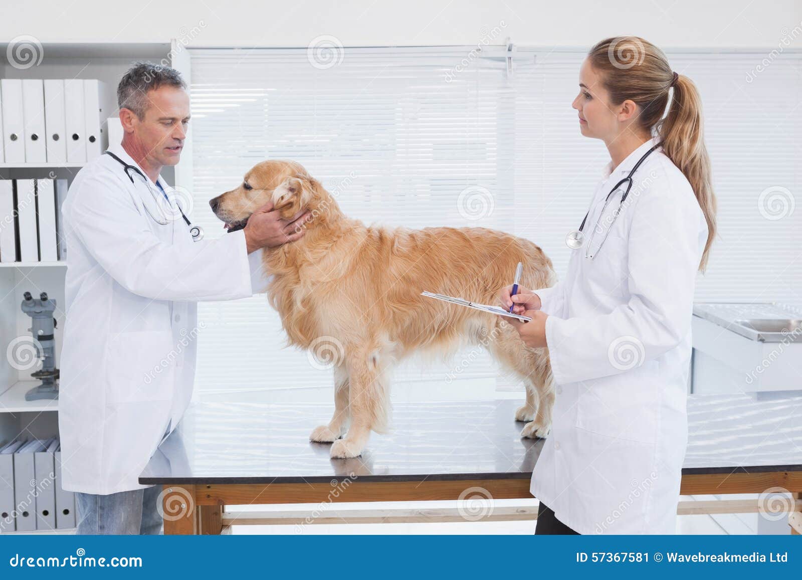 Doctors Checking Up on a Labrador Stock Image Image of medical