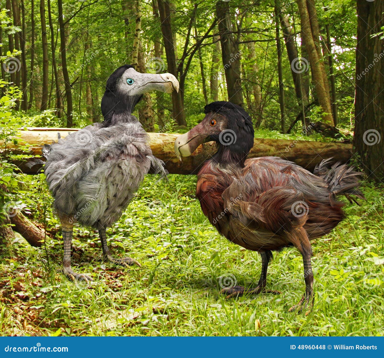 362 Dodo Bird Stock Photos - Free & Royalty-Free Stock Photos from Dreamstime 362 Dodo Bird Stock Photos - Free & Royalty-Free Stock Photos from Dreamstime