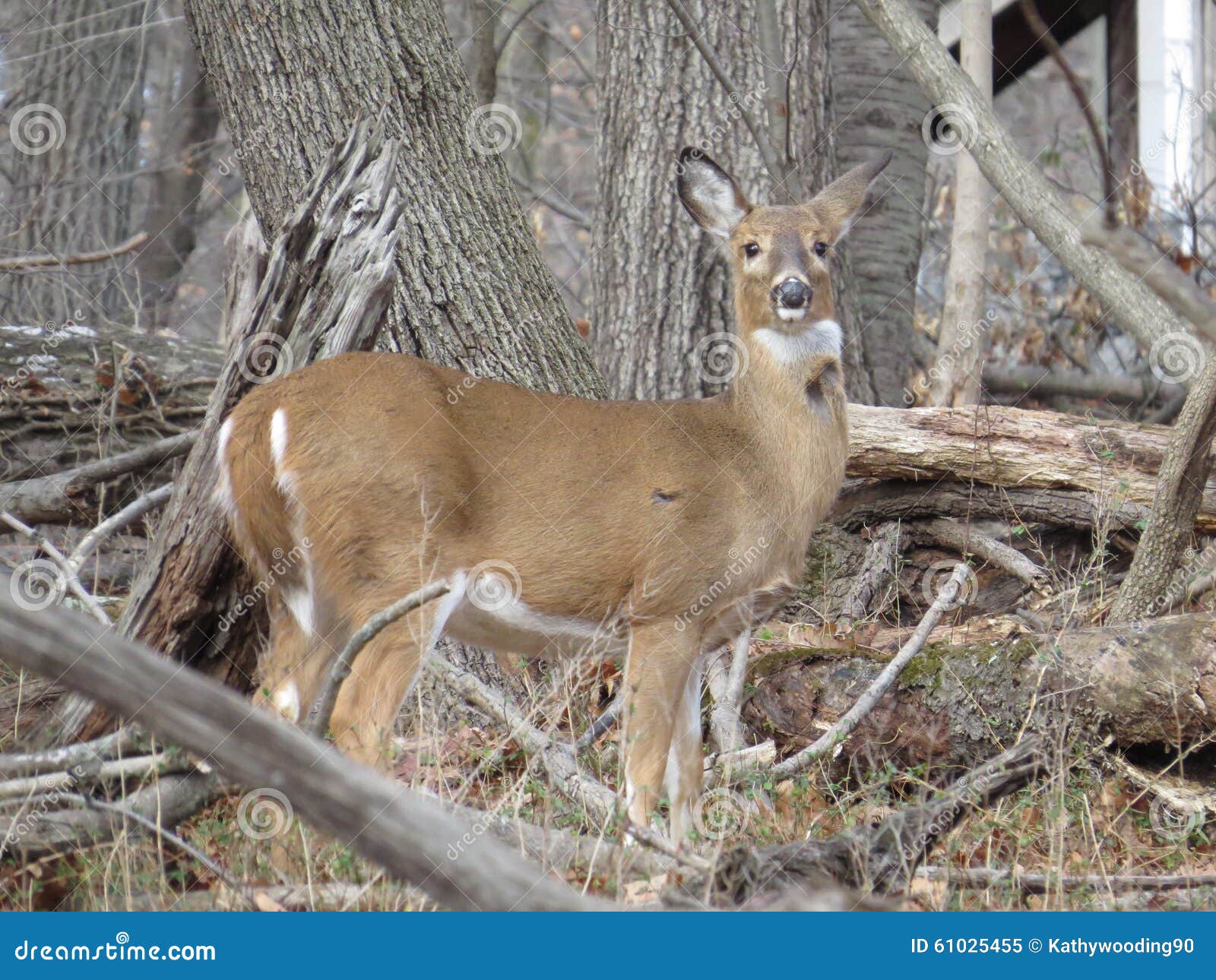 Doe a Deer a Female Deer stock image. Image of nature 61025455