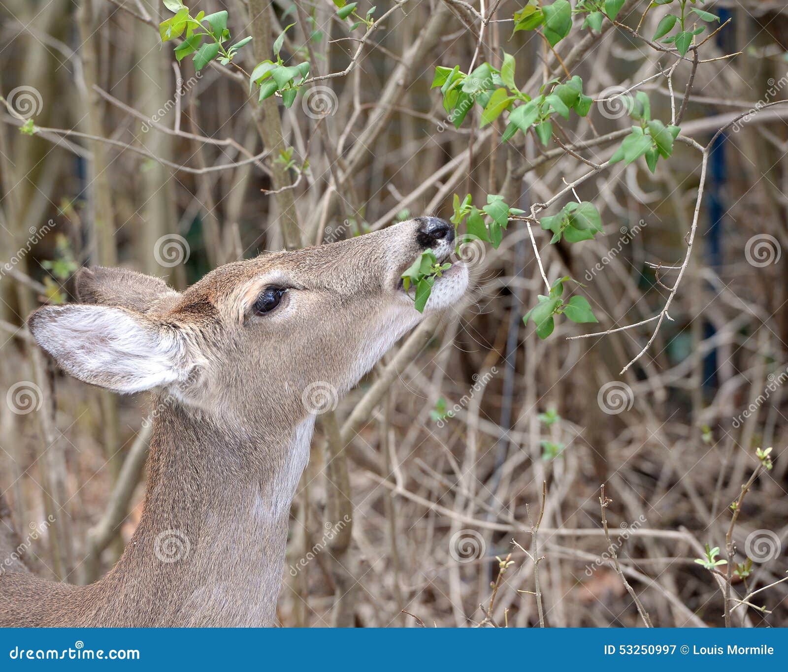 Doe eating foliage stock image. Image of odocoileus, forest 53250997