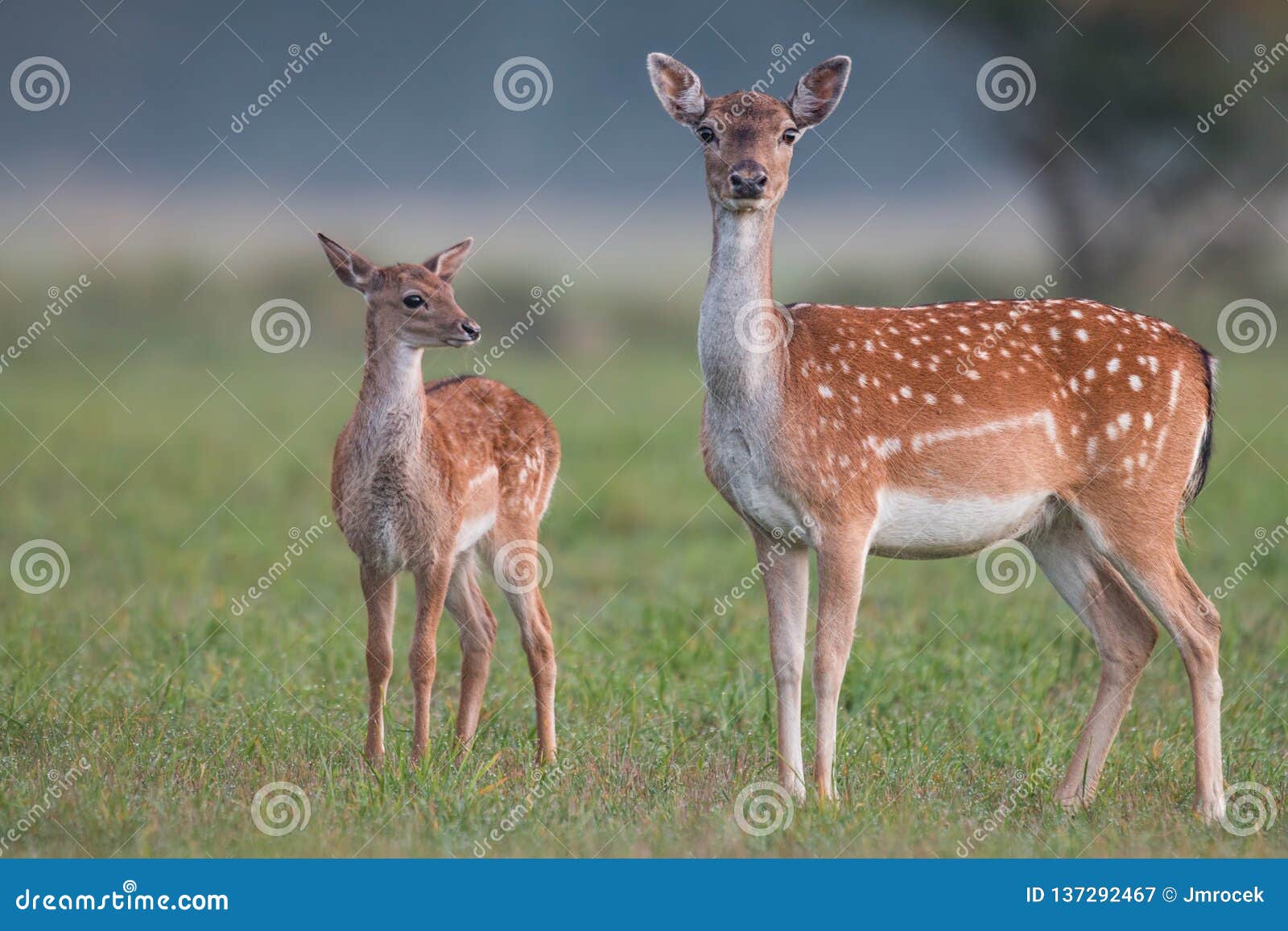 doe and fawn fallow deer, dama dama, in autumn colors