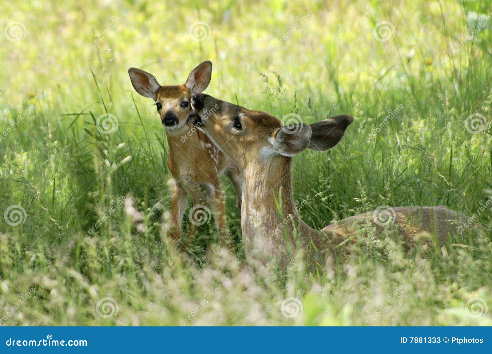 doe and fawn - a mother's love