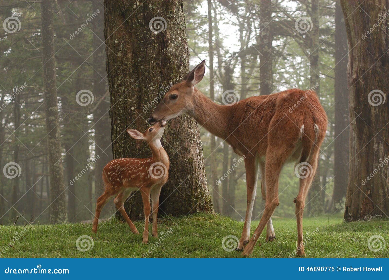 doe and fawn rubbing noses