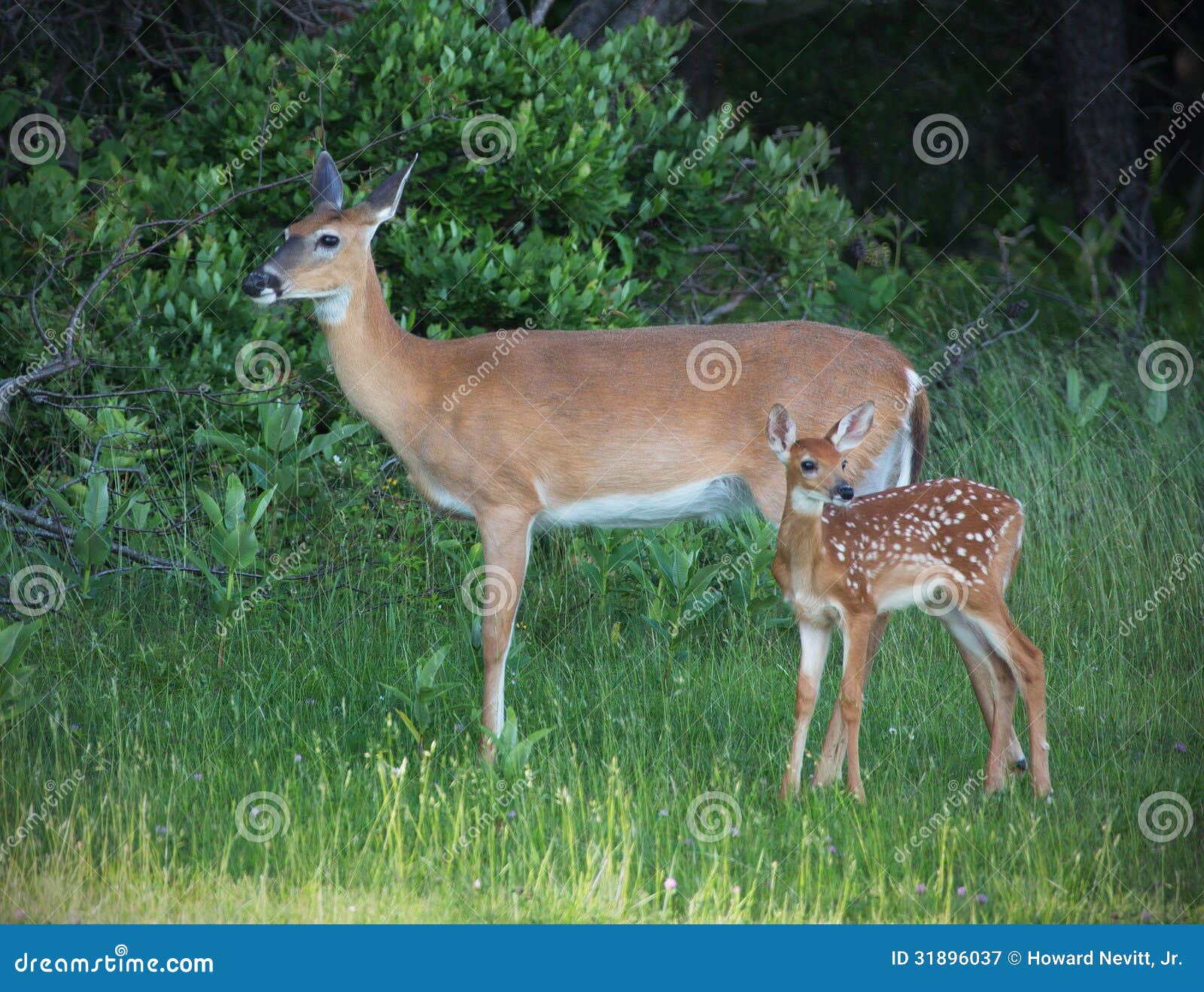 doe and fawn