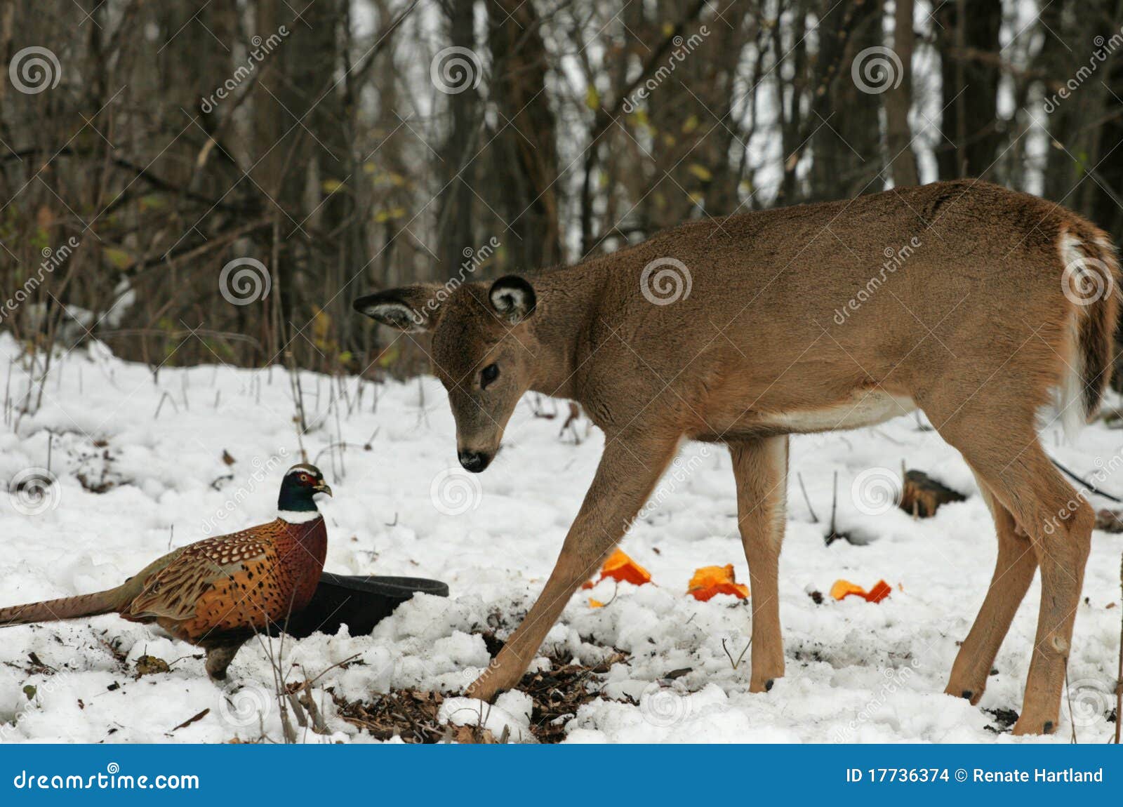 doe meets pheasant