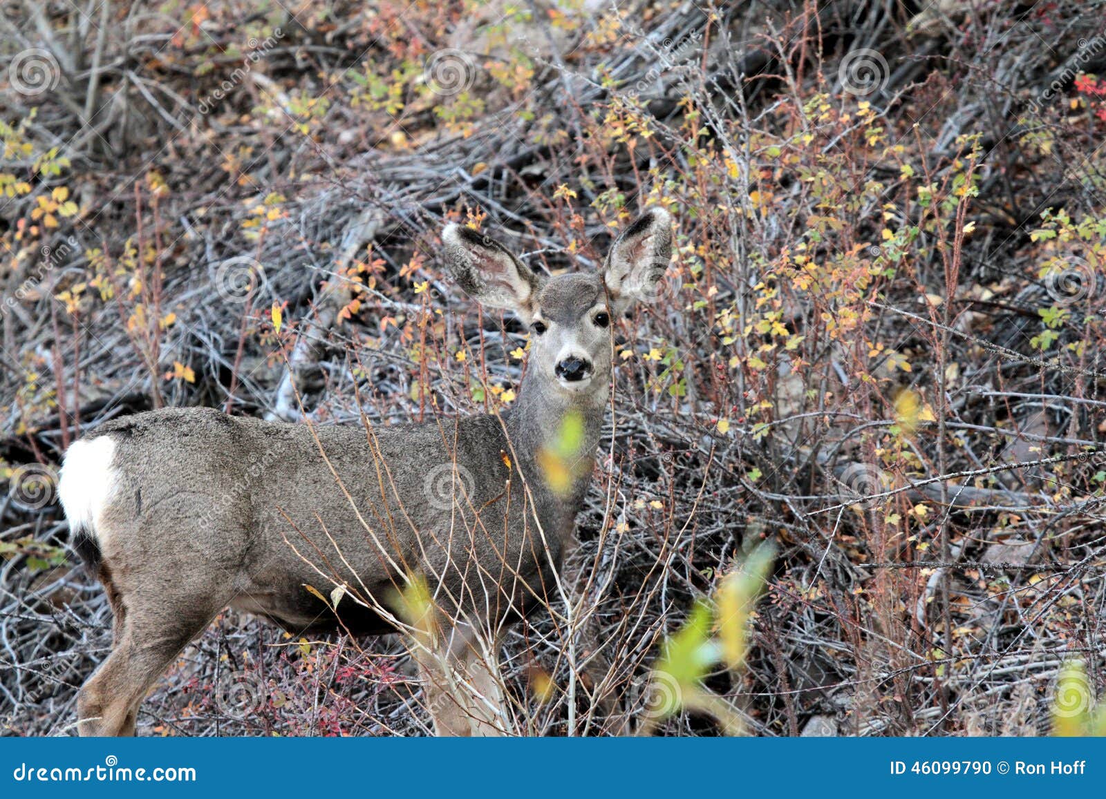 A Doe Mule Deer stock photo. Image of mule, brush, meadow - 46099790