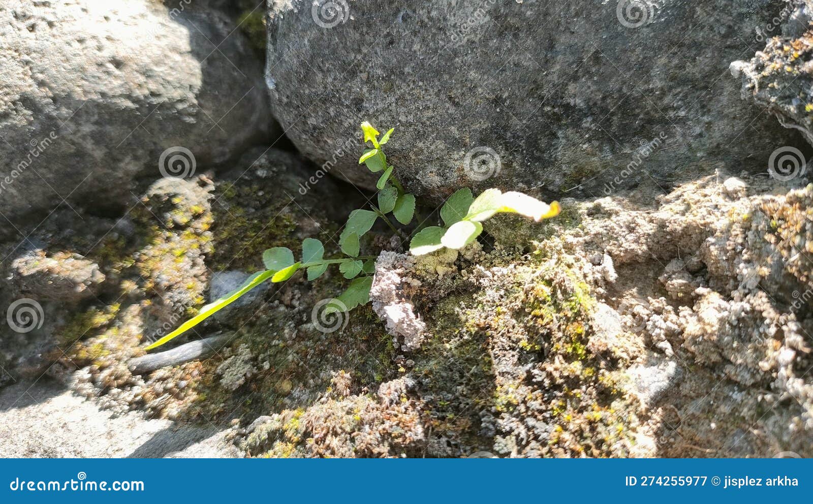 It Doesn& X27;t Need Soil To Grow Plants Can Also Grow on Rocks Stock