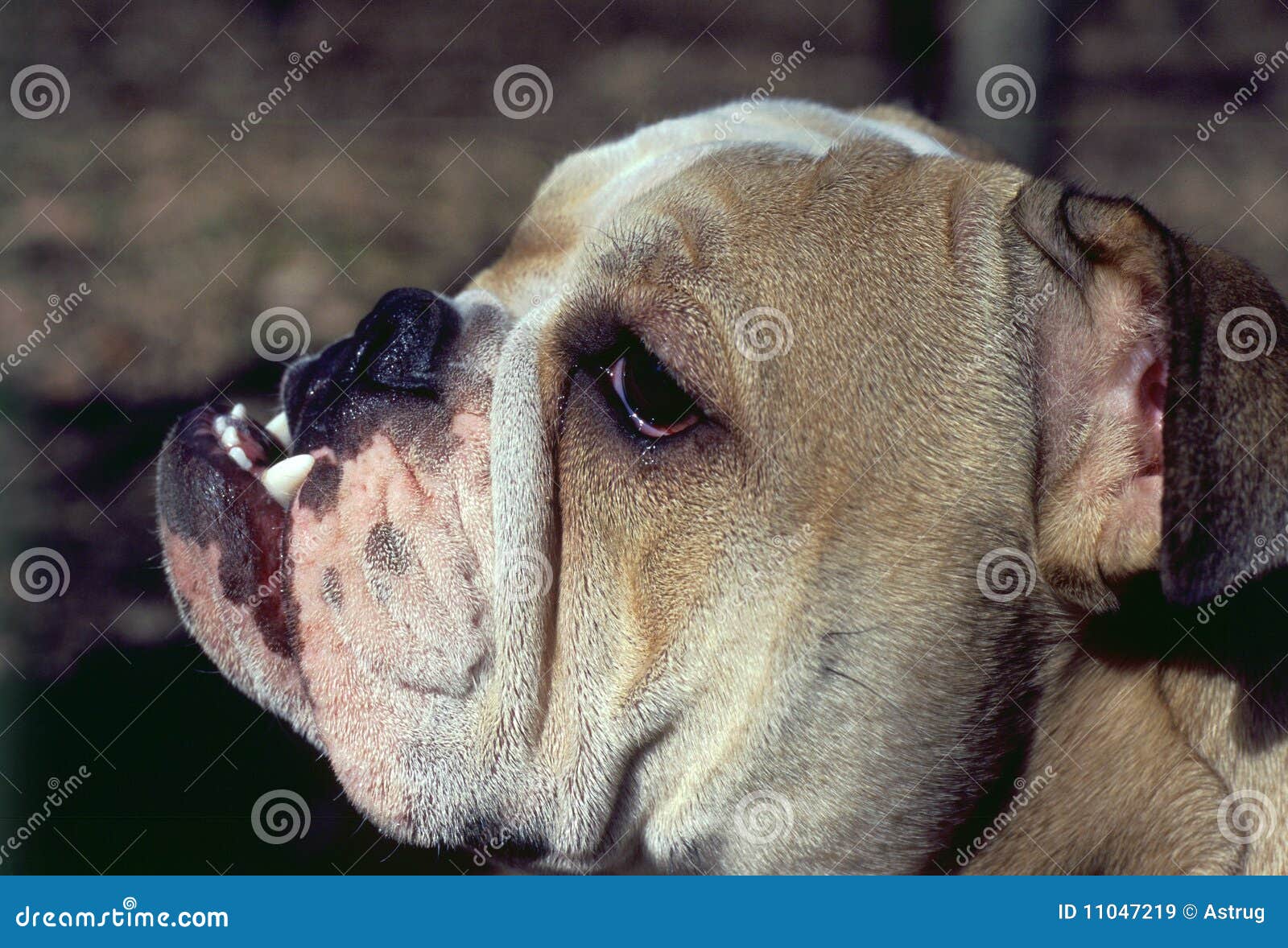 Dog stock image. Image of brown, teeth, bulldog, looking 11047219