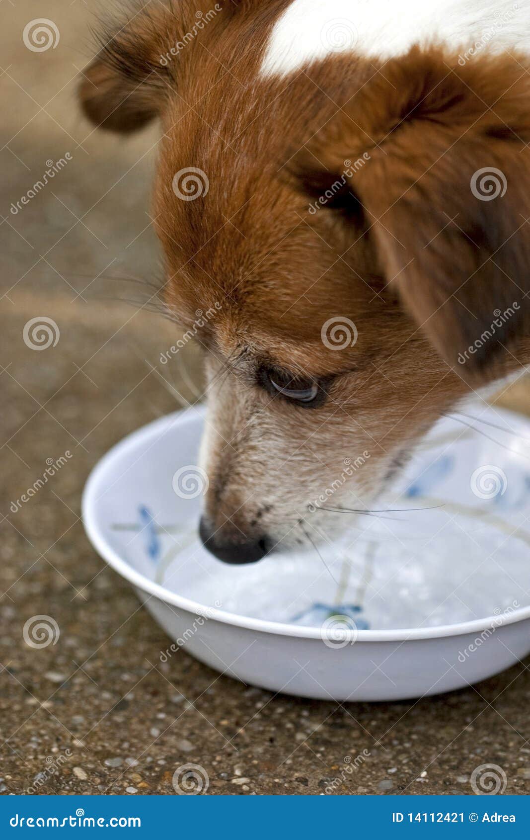 dog drinking water from his bole 