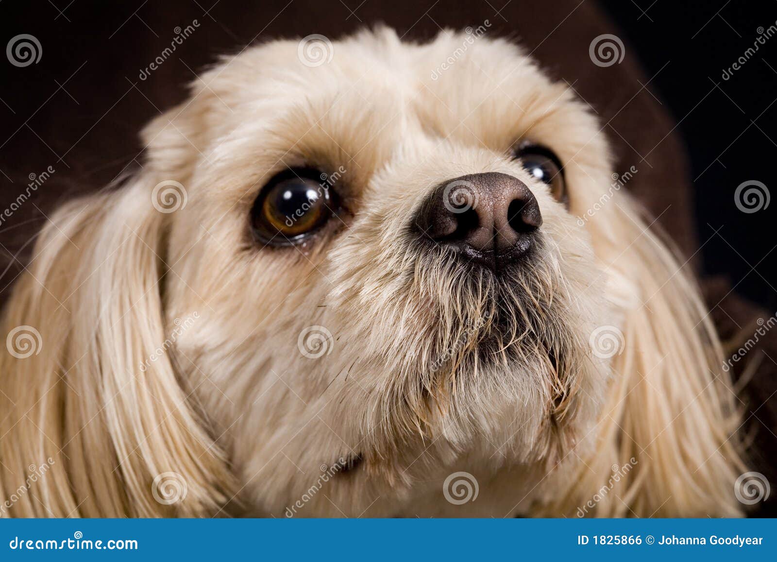 Dog Stock Photo Image Of Groom Domestic Animals Breed