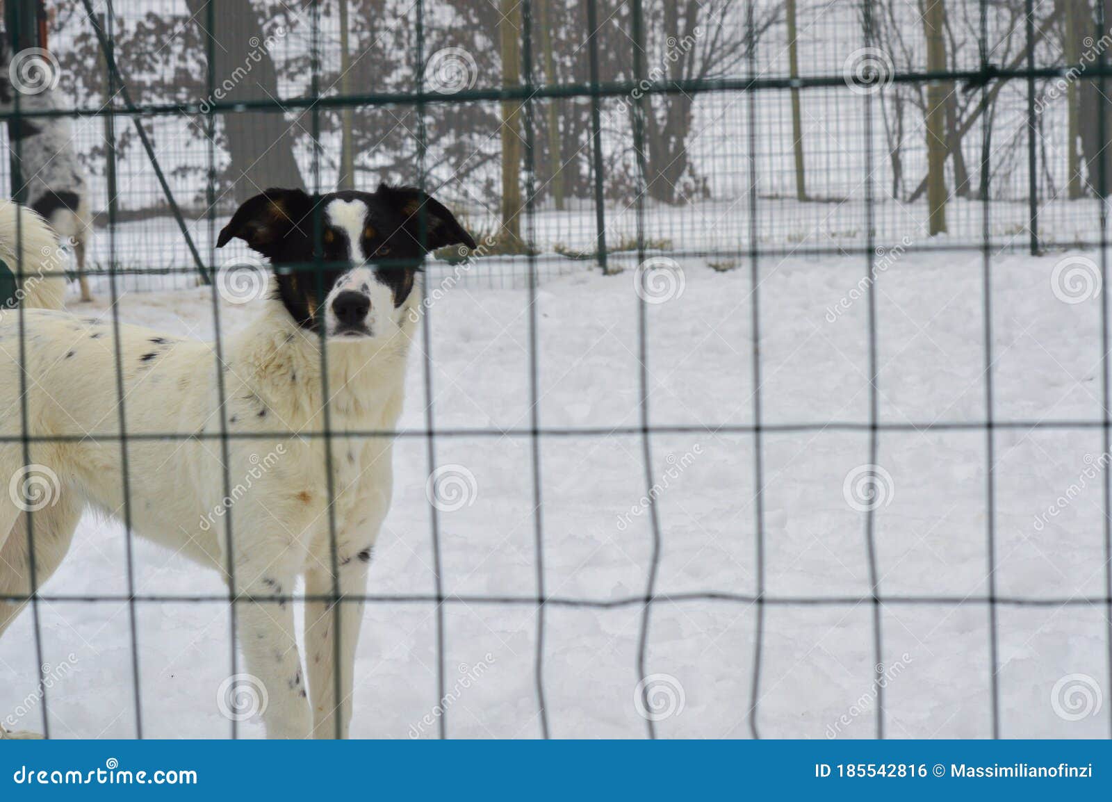 snow fence for dogs