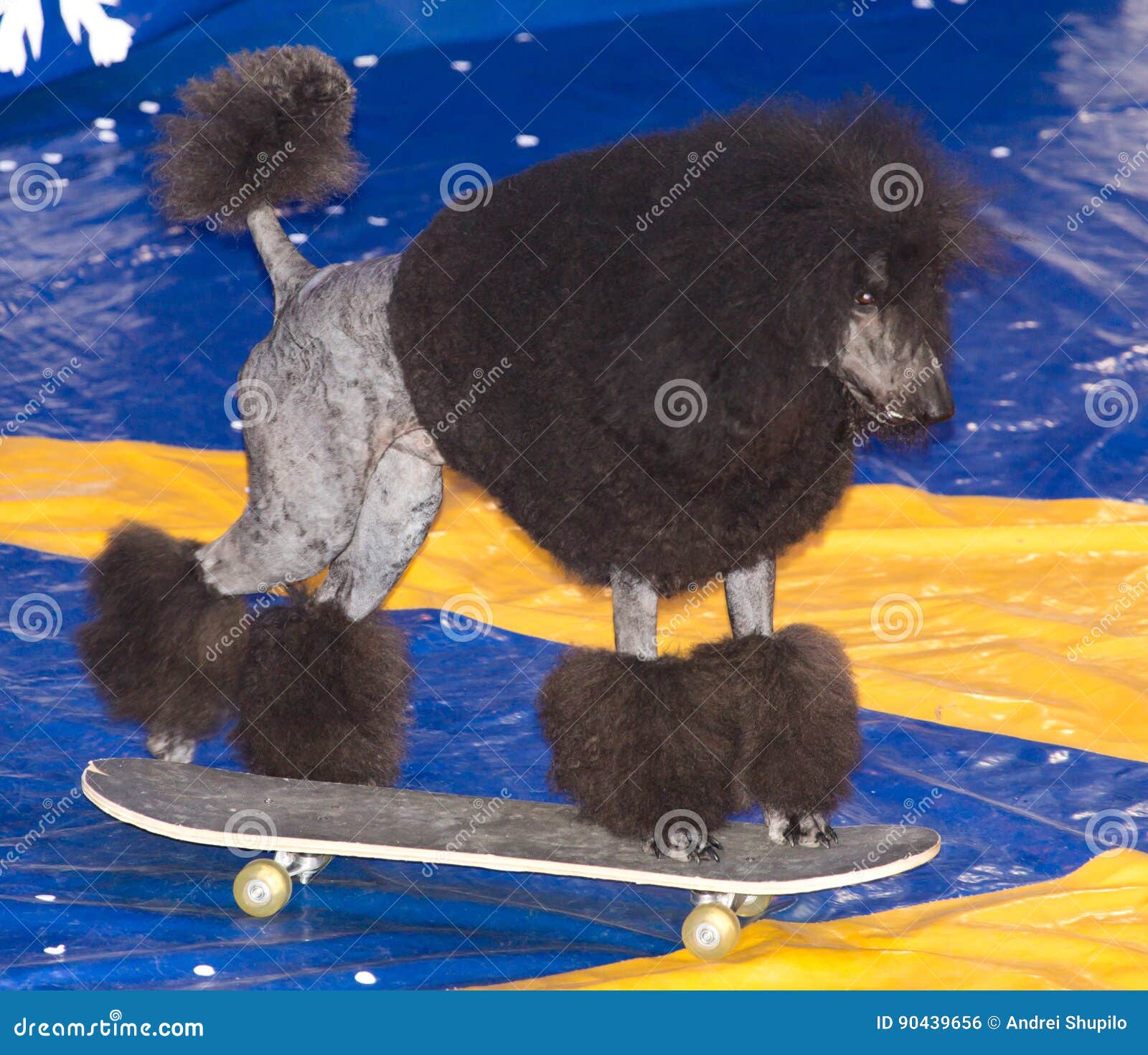 Dog acts in the circus stock photo. Image of domestic 90439656