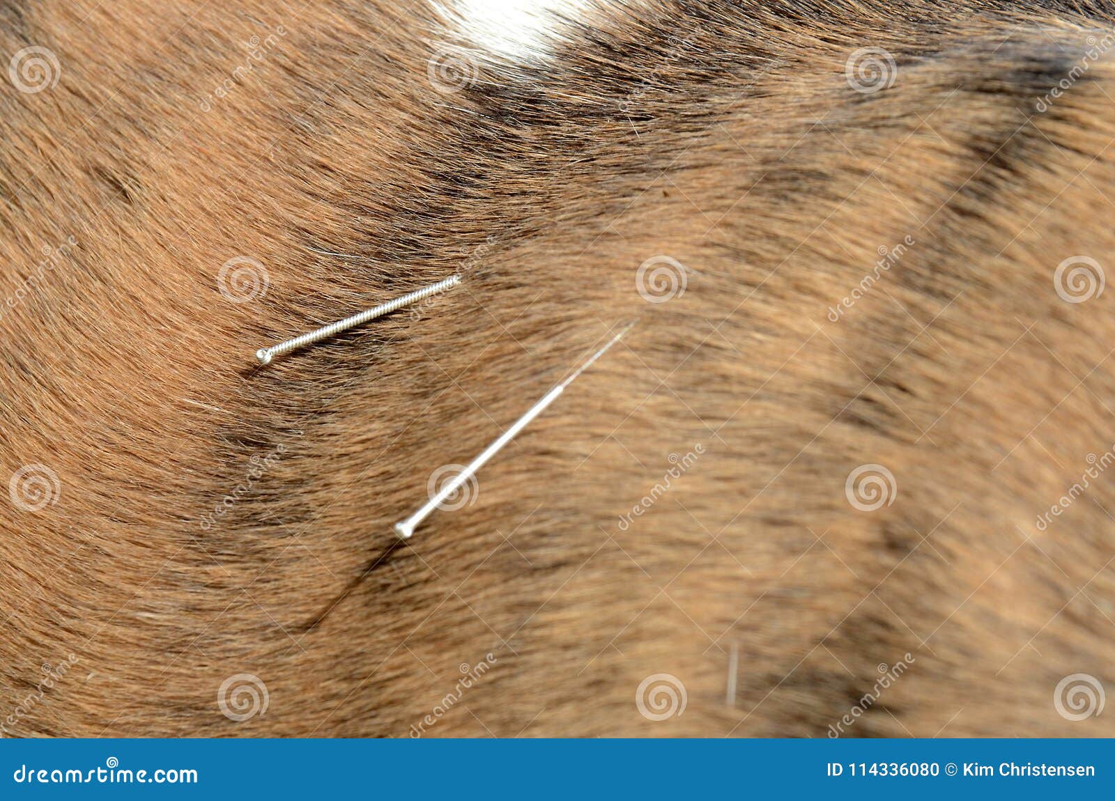 Dog acupuncture stock photo. Image of needles, alternative 114336080