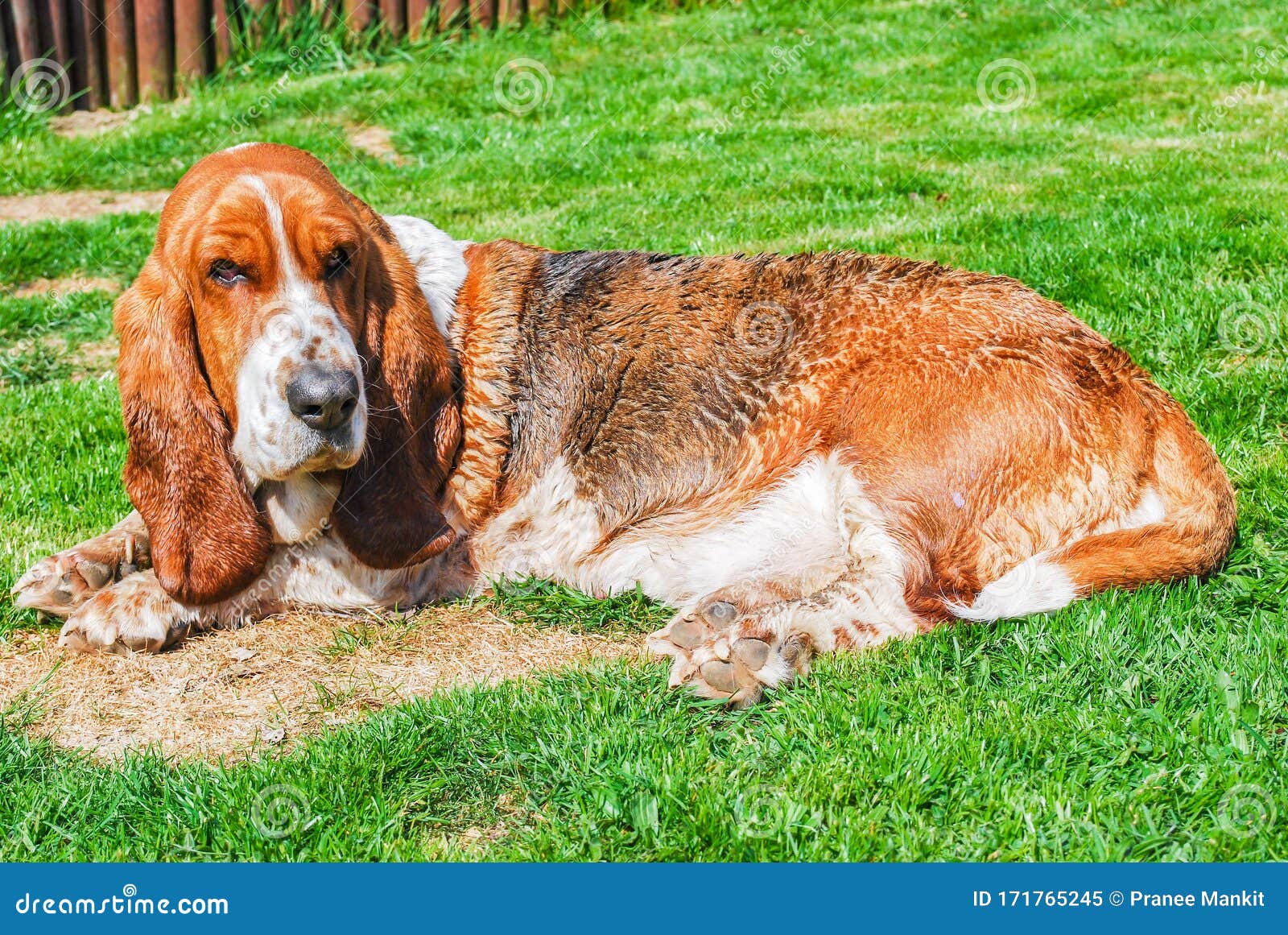 long haired basset hound